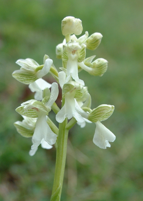 orchis morio albina